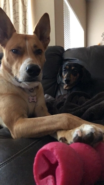We need to talk about why youve been coming home smelling like other dogs