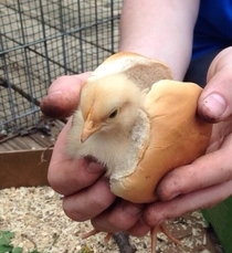 We recently got some baby chicks on the farm This is the the first thing my little brother does