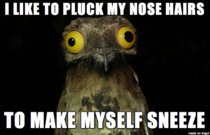 Weird Stuff I Do Potoo