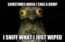 Weird Things I Do Potoo