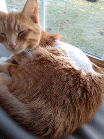 WelpI can cross shave a cat off my bucket list The little weirdo knocked the wax warmer over on himself and couldnt clean the wax out of his fur