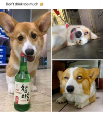 Welsh Corgis and alcohol dont mix