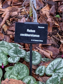 Went for a walk through a public garden my daughter was practising her reading by reading the names of all the plants out loud We did a double take when she loudly read this one out