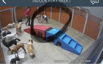 Went to check the cameras at my dogs day care hes the one in the middle