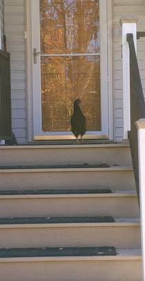 Went to moms house to pick up some diapers Found this chicken guarding the front door She doesnt have chickens