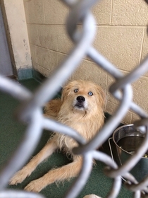 Went to the pound today This dog has seen some shit