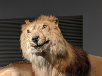 Went to the Shanghai Natural History Museum Today I Think the Taxidermist Was Out Sick on Lion Day