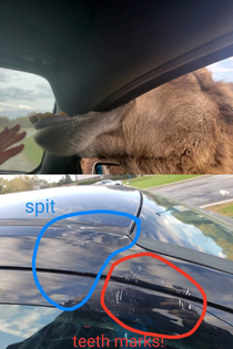 Went to the zoo and a camel tried to eat our car Not even mad Best story ever