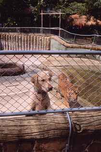 Went to the zoo and Im  sure thats not a Tiger