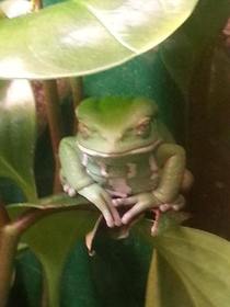 Went to the zoo recentlyThis frog was DEFINITELY up to something