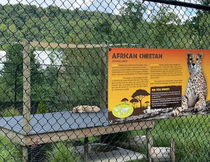 Went to the zoo today and Im  sure thats not a Cheetah