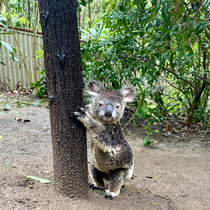 Wet Koala  Nightmare Fuel