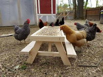 Weve seen the squirrel feeder table but what about a chicknic table 