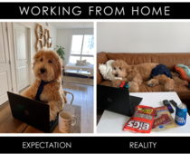 WFH - Expectation vs Reality IG thehungrydoodle