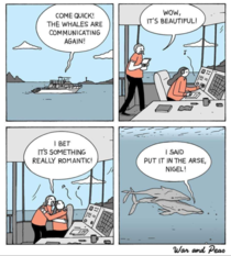 Whale love