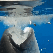 Whale shark having a little snack