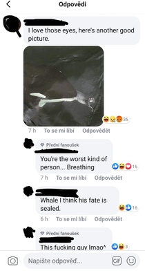 Whale that sucks seal