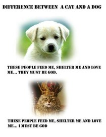 What a Dog Thinks Versus What a Cat Thinks