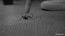 What arachnophobes actually beleive