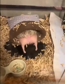 What are you doing step Hedgehog
