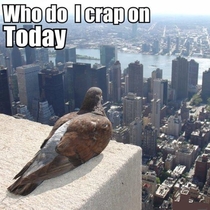What birds think everyday