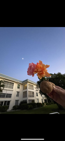 What do you see This is my aunt holding a hibiscus planted in a potato