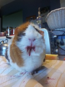 What happens when you give a guinea pig a cherry He turns into satan
