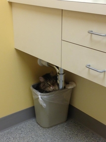What happens when your cat is afraid of the vet