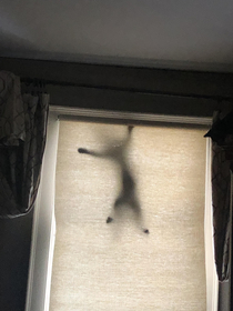 What I woke up to this morning Meet spider cat aka Slinky