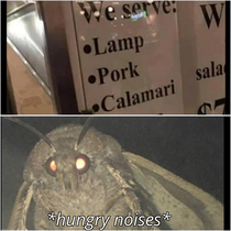 What is this A restaurant for moths