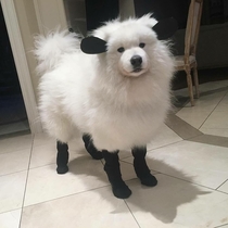 What kind of sheep is this
