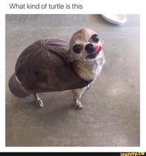 What kind of turtle is this