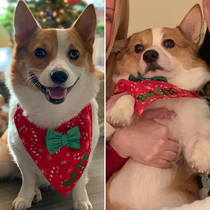 What you think you look like in Christmas family photos vs how you actually look in Christmas family photos