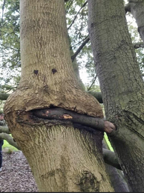 Whats this tree doing