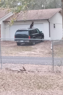 Whats up with my neighbors dog