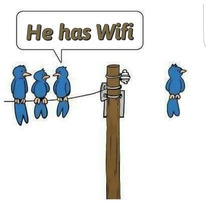 When a bird has Wifi