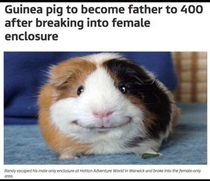When a guinea pig gets laid x more than you