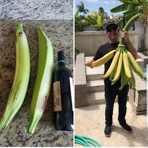 When banana for scale goes wrong These grew in my uncles backyard