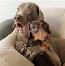 When Big Doggo is told his little sister is fooling around with his arch-rival
