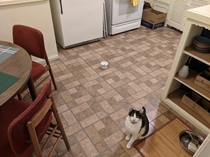 When hes hungry hell slowly move his bowl to the center of the kitchen so I dont forget to feed him