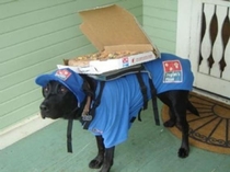 When I didnt tip the pizza guy he pooped on my lawn