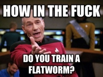 When I read that researchers trained flatworms decapitated them and discovered that after their heads grew back the worms had retained their training   