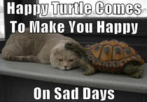 When kitty is sad send in happy turtle