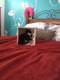 When my cat first discovered boxes he used to get trapped in them hes blind