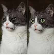 When my cat starts off skeptical but then discovers the awful truth