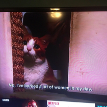 When Netflix sticks the subtitles from  Year Old Virgin on the preview for Lion in Your Living Room Purrrfect