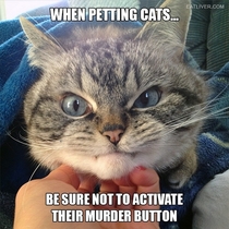 When Petting Cats