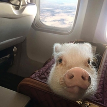 When pigs fly