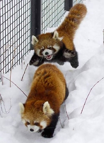 When Red Pandas attack
