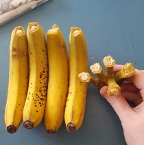 When the bananas make a suicide pact